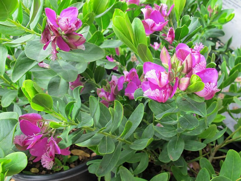 Polygala myrtifolia 'Grandiflora' - Sweet pea bush