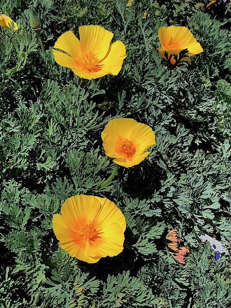 Eschscholzia cal. var. maritima 'Sonoma Coast' - California poppy