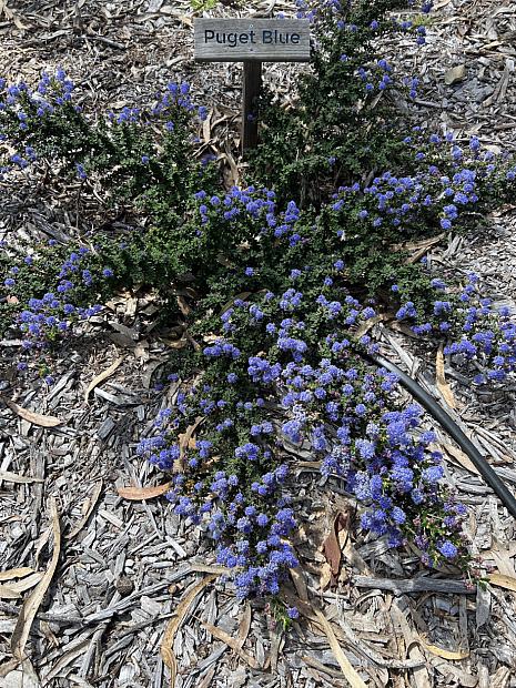 Ceanothus impressus 'Puget Blue' - Santa Barbara ceanothus