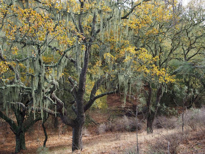 Quercus douglasii - Blue oak