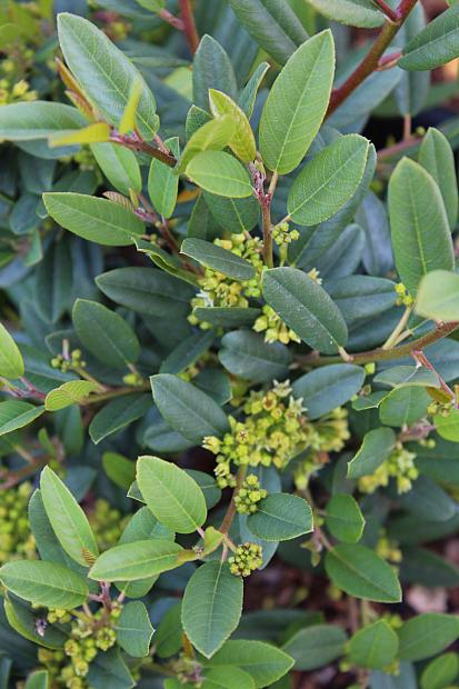 Rhamnus californica ‘Mound San Bruno’ - Coffeeberry