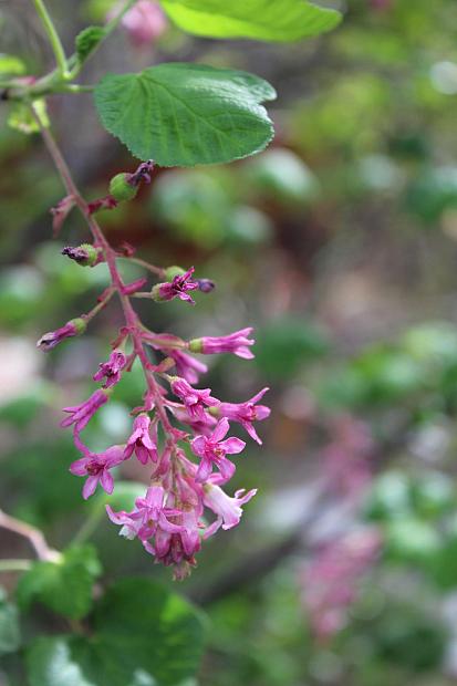 Ribes sanguineum var. glutinosum ‘Claremont’ - Red-flowering currant