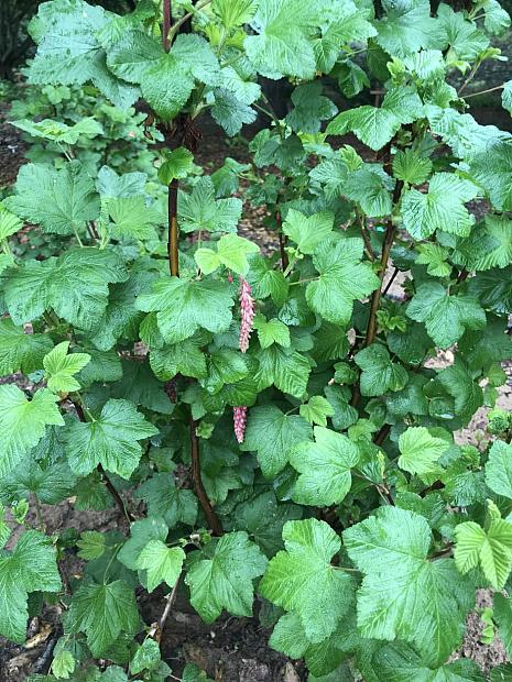 Ribes sanguineum var. glutinosum 'Tranquillon Ridge’ - Chaparral currant