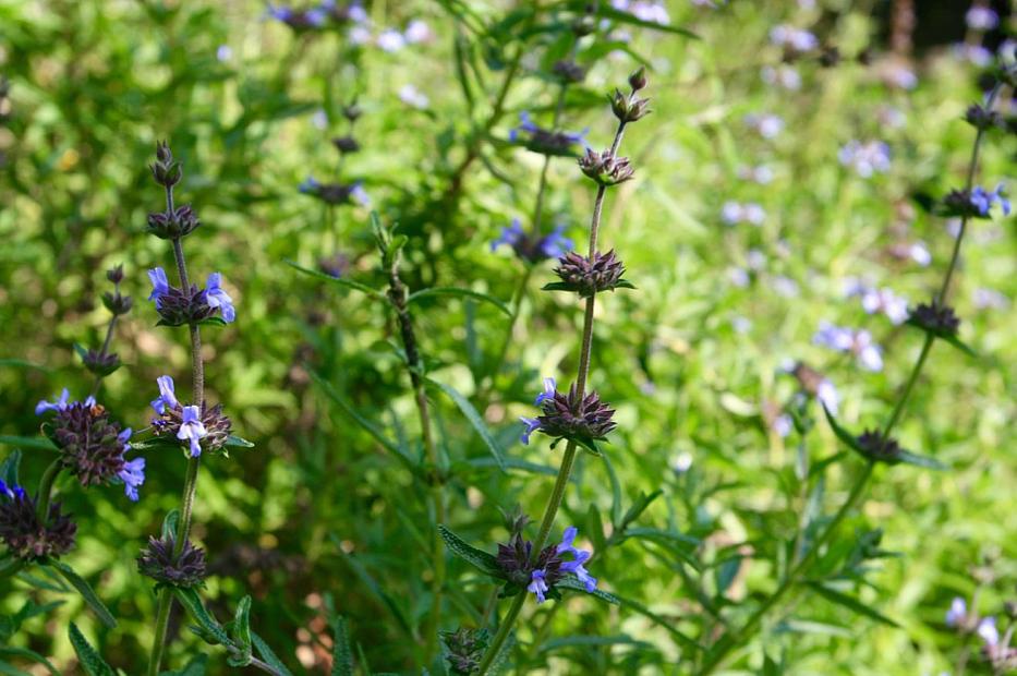 Salvia brandegeei 'Pacific Blue' - Brandegee's sage