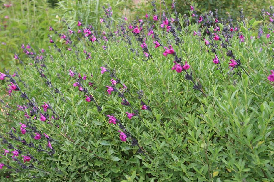 Salvia muelleri - Royal purple sage