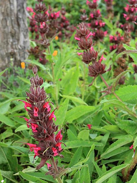 Salvia spathacea 'Las Pilitas' - Hummingbird sage