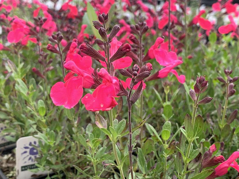 Salvia greggii 'Mirage™ Hot Pink' - Sage