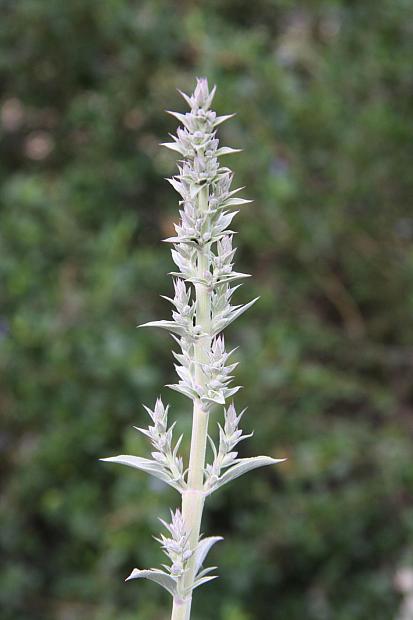 Salvia apiana - White sage