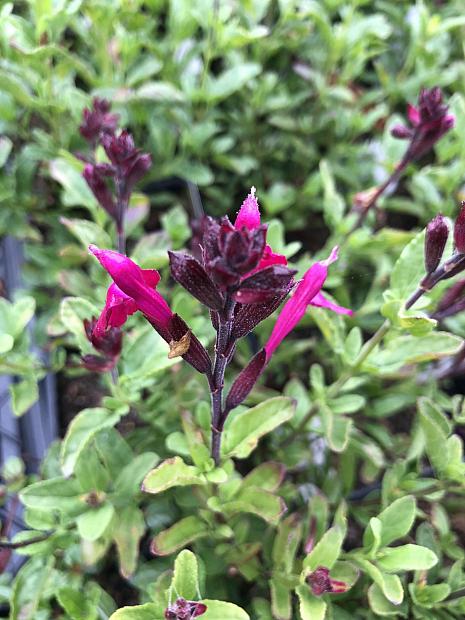 Salvia microphylla x greggii 'Brilliance' - Heatwave sage