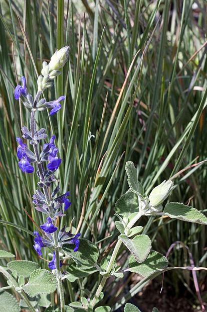 Salvia chamaedryoides 'Marine Blue' - Marine Blue sage