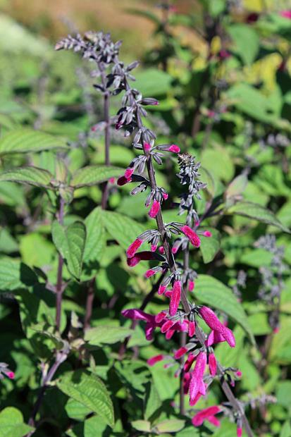 Salvia curviflora 'Tubular Bells' - Sage