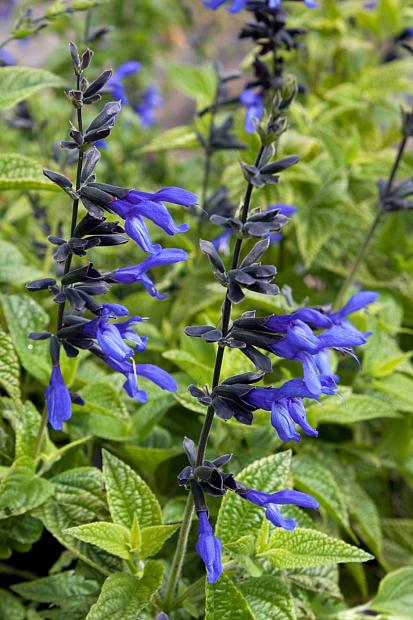 Salvia guaranitica 'Black & Blue' - Black and Blue sage