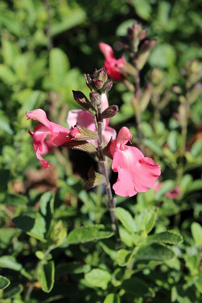 Salvia microphylla x greggii 'Blast' - Heatwave sage