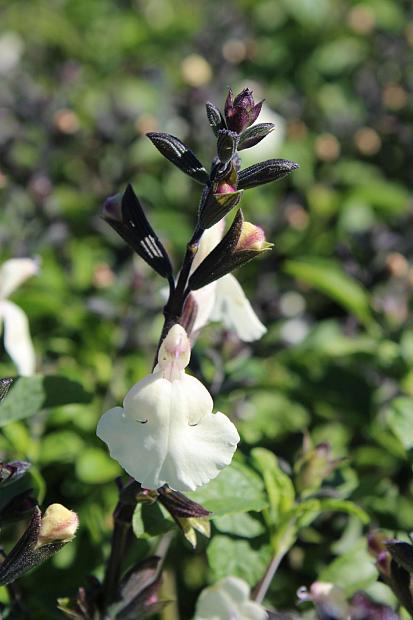 Salvia microphylla x greggii 'Glimmer' - Heatwave sage