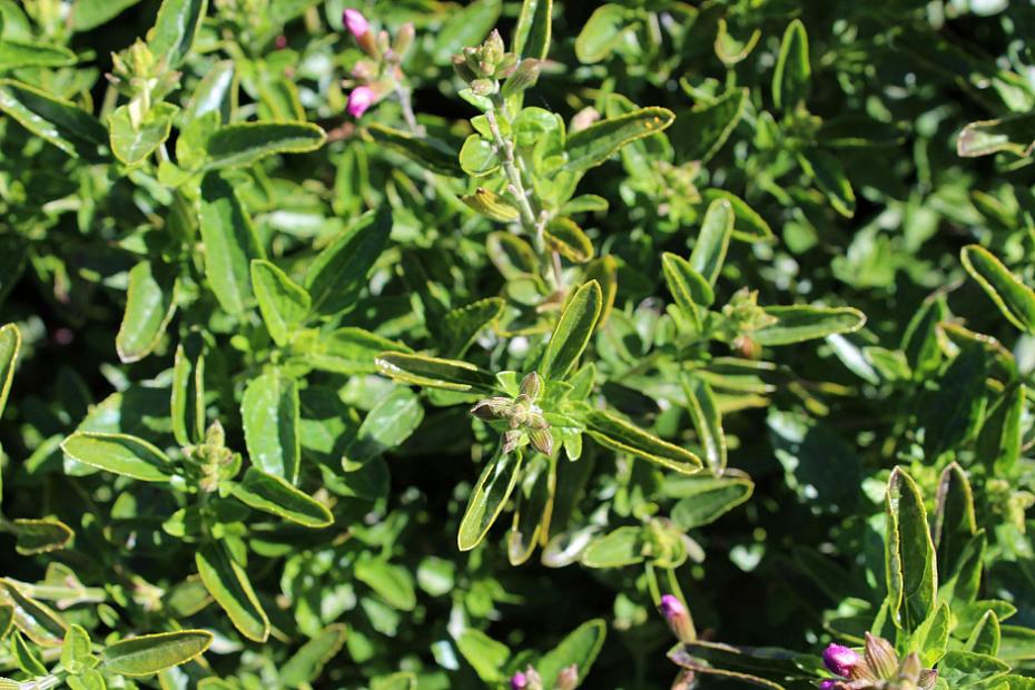 Salvia microphylla x greggii 'Glitter' - Heatwave sage