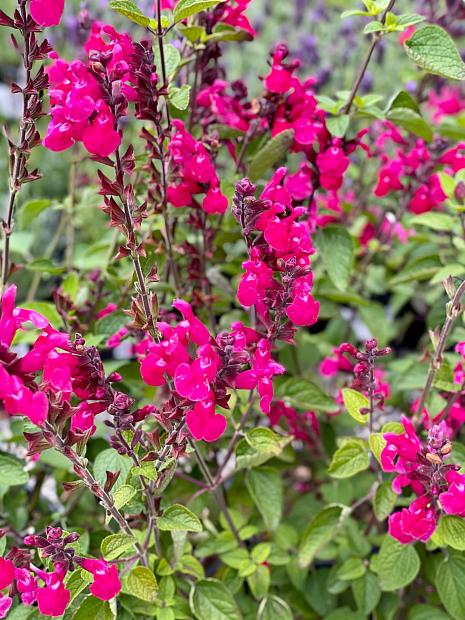Salvia 'Pink Pong' - Autumn sage