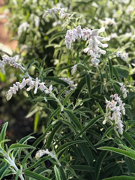 Salvia leucantha 'White Mischief' - Mexican bush sage