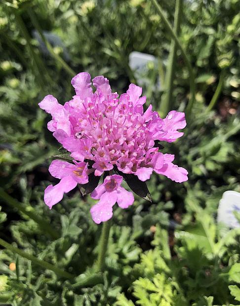 Scabiosa columbaria 'Flutter Rose Pink' - Pincushion Flower