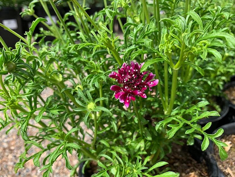 Scabiosa atropurpurea 'Royal Ruby' - Pincushion flower