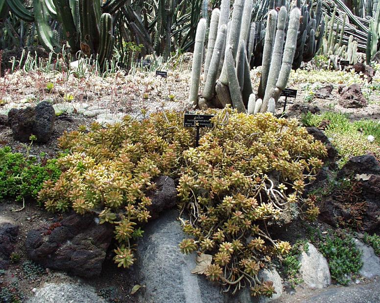 Sedum nussbaumerianum - Coppertone Stonecrop