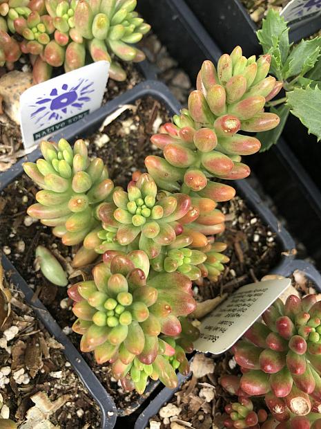 Sedum rubrotinctum 'Aurora' - Pink Jelly Beans