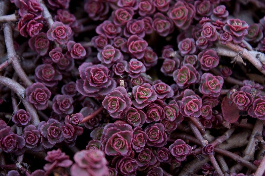 Sedum spurium 'Red Carpet' - Stonecrop