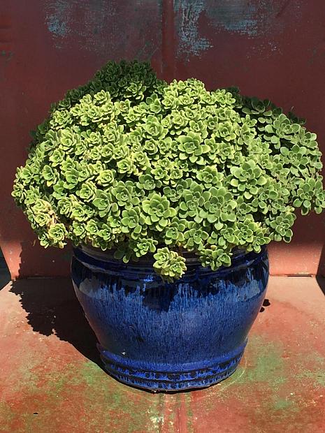 Sedum spathulifolium ‘Tomales Bay' - Stonecrop