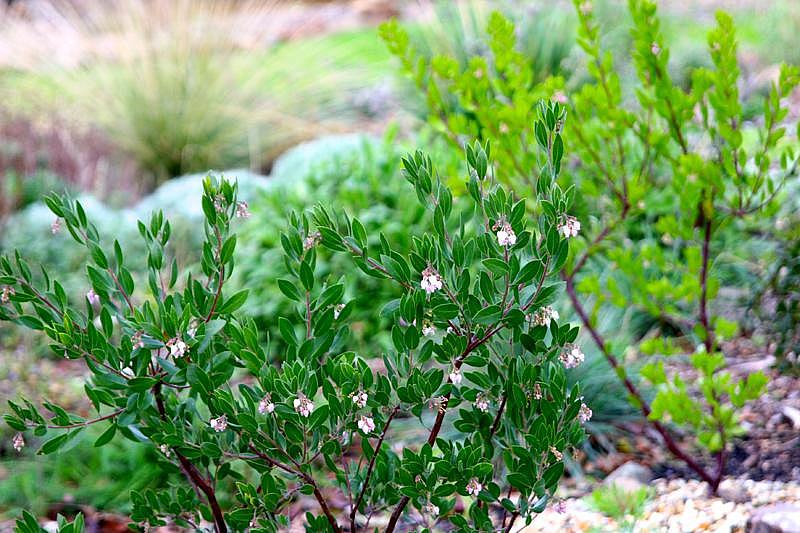 Arctostaphylos densiflora ‘Sentinel’ - Sonoma manzanita