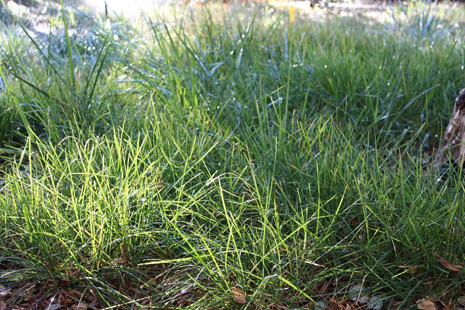 Sesleria autumnalis 'Campo Verde' - Autumn Moor Grass