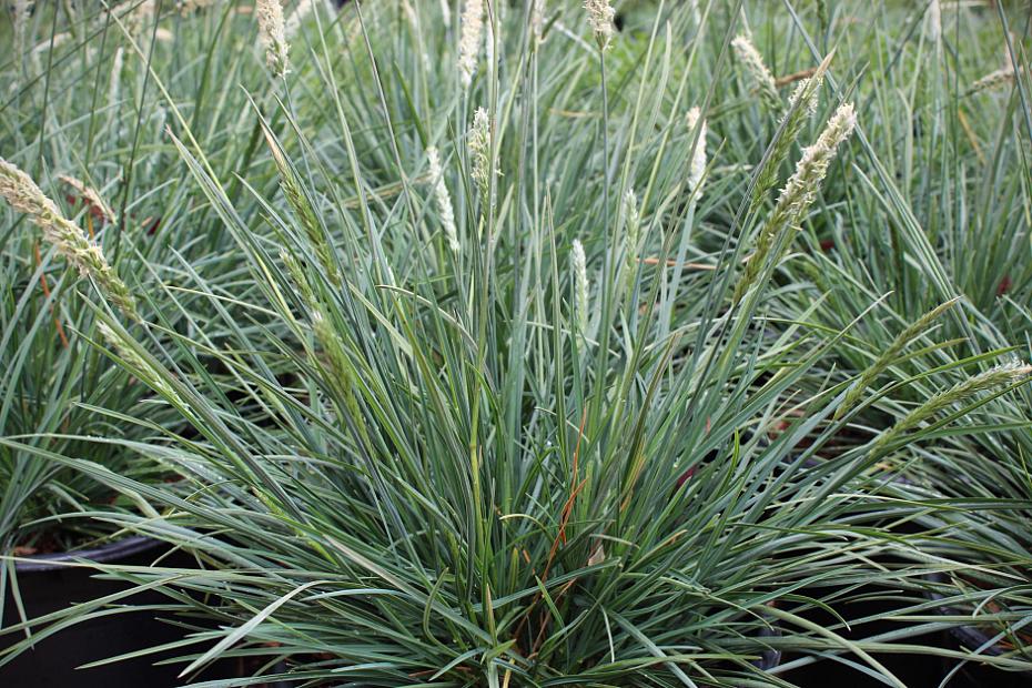 Sesleria hybrid 'Campo Azul' - Moor Grass