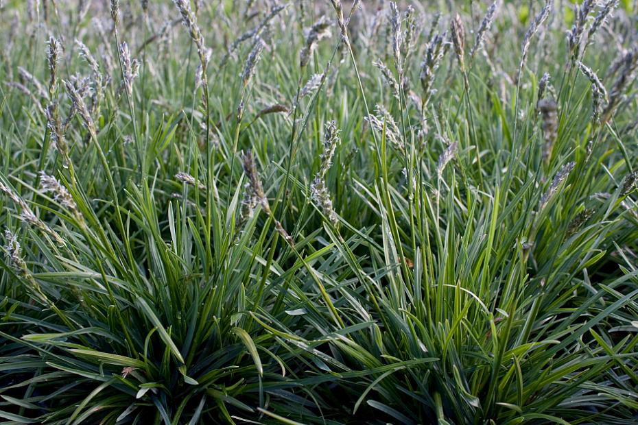 Sesleria 'Greenlee's Hybrid' - Greenlee's Moor Grass