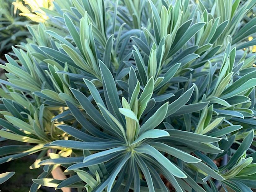 Euphorbia 'Shorty' - Spurge