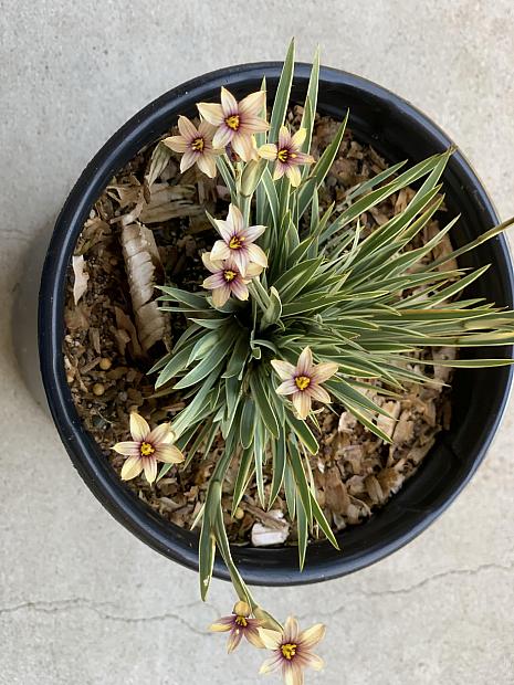 Sisyrinchium 'Janet Denman' - Variegated blue-eyed grass