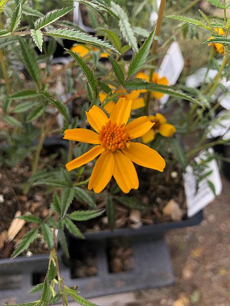Tagetes lemmonii 'Compacta' - Mexican bush marigold