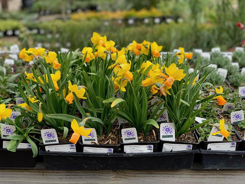 Narcissus 'Tete-a-Tete' - Miniature daffodil