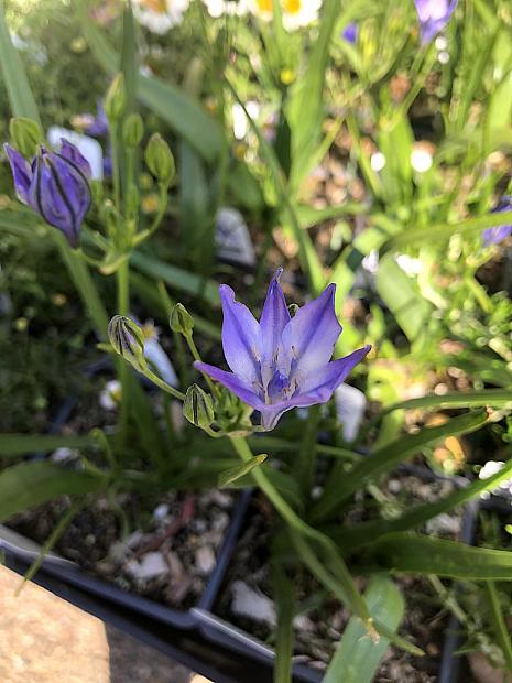 Triteleia laxa 'Queen Fabiola' - Triplet lily