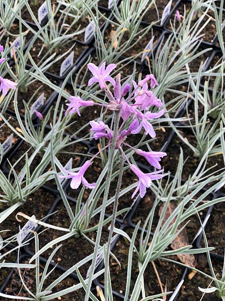 Tulbaghia violacea ‘Silver Lace’ - Variegated society garlic