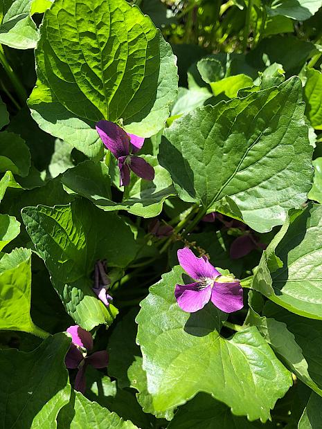 Viola sororia ‘Rubra' - Woolly violet