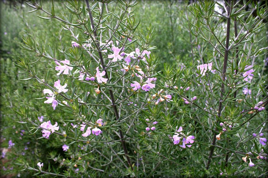 Westringia fruticosa 'Wynyabbie Gem' - Coast rosemary