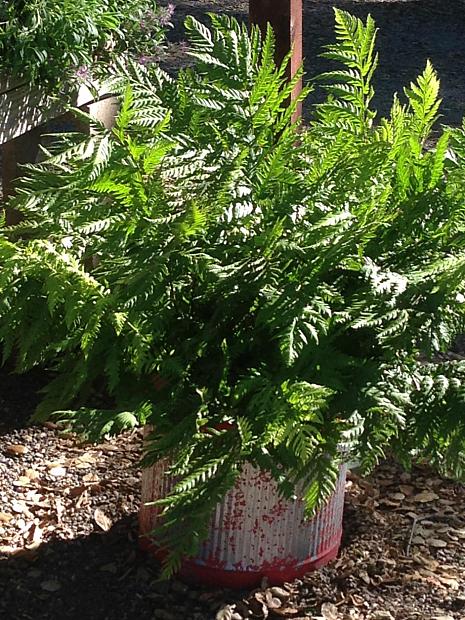 Woodwardia fimbriata - Giant chain fern