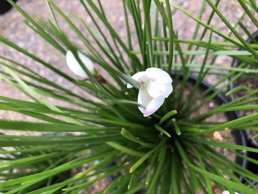 Zephyranthes candida - Zephyr flower